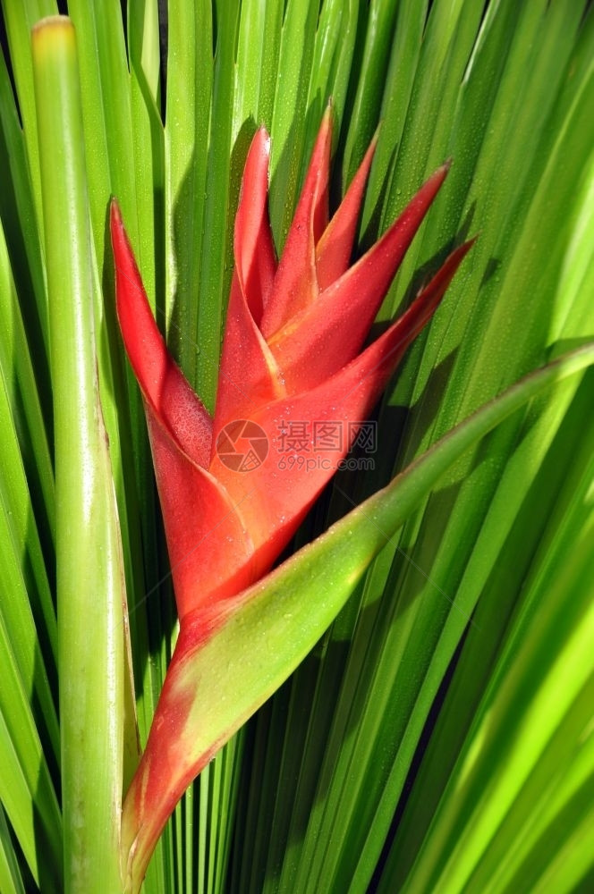 水含有热带棕榈叶的红乙醇Caribea花植物学群图片