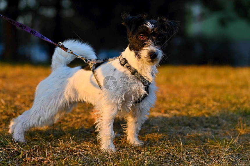 可爱的小宠物狗杰克罗瑟尔在户外散步花园黑色的白图片