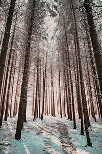 冬天气冰美丽的冬季风雪覆盖松树林的寒冬风雪图片