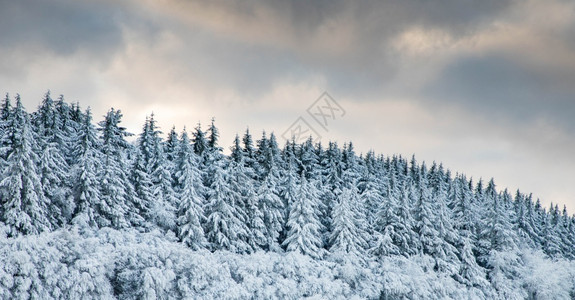 美丽的冬季风雪覆盖松树林的寒冬风雪冷若冰霜自然场景图片