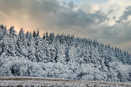 冷冻下雪的环境美丽冬季风雪覆盖松树林的寒冬风雪图片