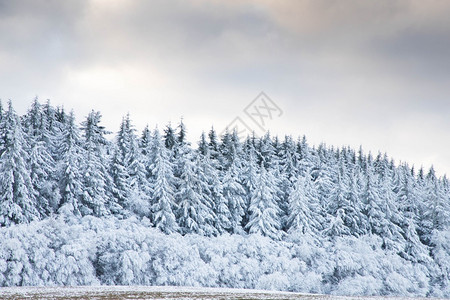 天空美丽的冬季风雪覆盖松树林的寒冬风雪白色季节图片