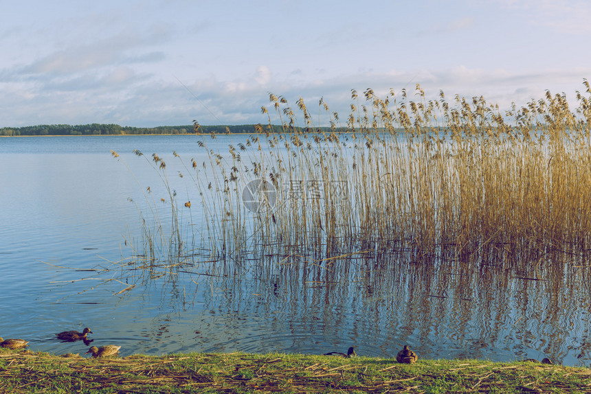 营拉脱维亚里加市Riga湖景与鸭子旅行照片0412美丽的土地图片