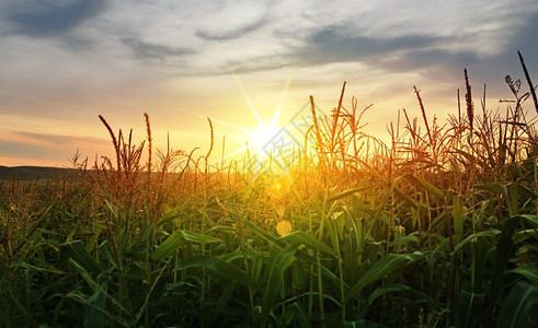 景观夏季生长的青玉米绿地夏天图片