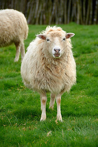 自由羊群中的可爱脊椎动物图片