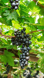 葡萄园里的有成群熟葡萄排酒树叶图片