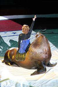 海豹背面坐在马戏团环上海狮背面的女动物训练员在马戏团环上与海狮一起参加表演女人在马戏团中与海狮一起演出女人在马戏团环上与海洋哺乳动物一起背景