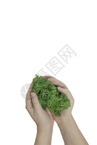 树绿色人手握鲜草苔藓等植物自然与环境概念在白色背景复制空间中隔离阳光图片