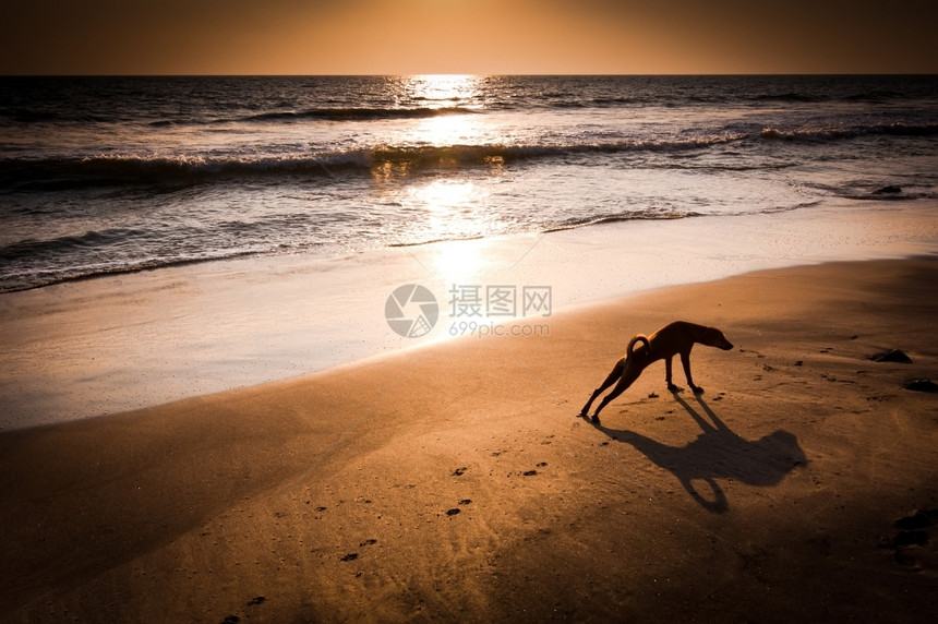 沙滩上伸懒腰的狗图片