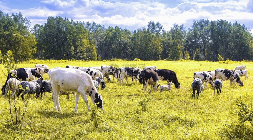 农业环境在阳光明媚的一天绵羊和牛群在绿草黄上翻滚日晒的一天绵羊和牛群在绿草黄上翻滚哺乳动物图片