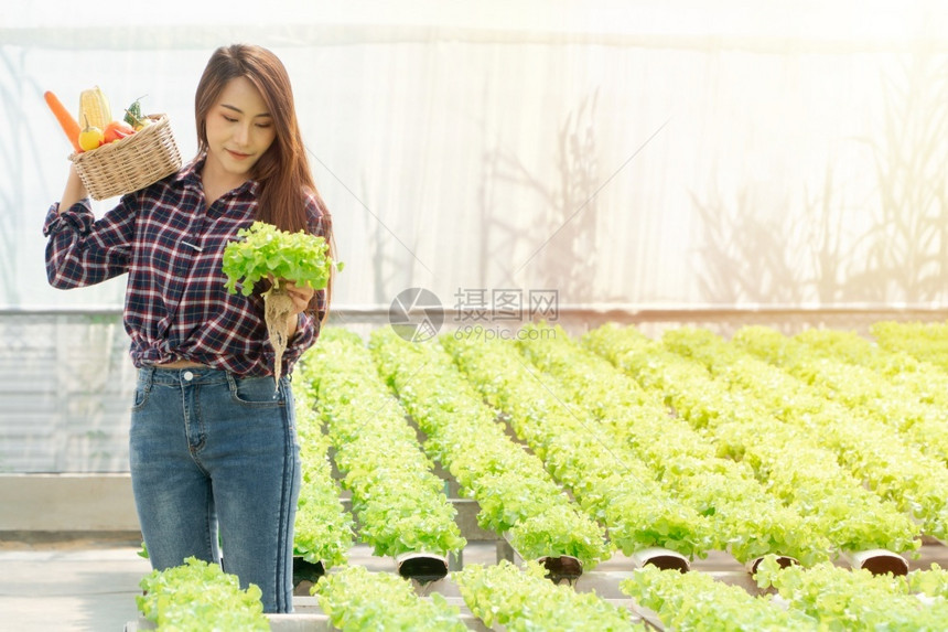 亚洲女农民手携带新鲜有机蔬菜黄油头格林博生菜来自水栽培农场的木箱绿橡树健康有机食品概念木制的自然植物图片