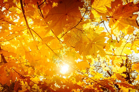 夕阳照亮金色树叶图片