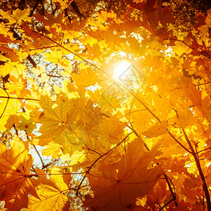 秋季金黄色森林图片