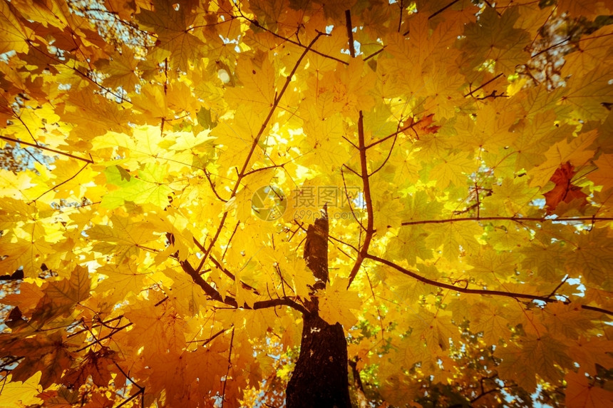 秋季黄色森林图片