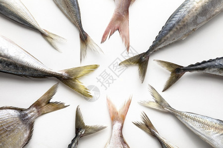 印度油沙丁鱼分辨率和高品质的美丽照片顶端视图鱼类尾巴圆高质量和分辨率的漂亮照片概念优质和清晰的图片设计案水下生的可口背景