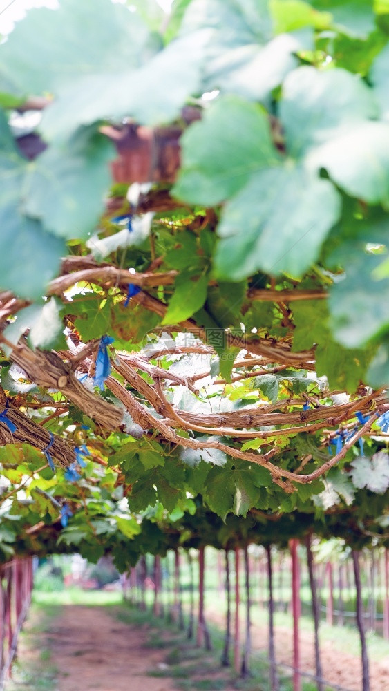 霞多丽季节农场关闭葡萄园的图像图片