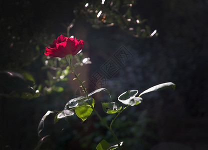 老的红玫瑰紧花朵红玫瑰在部分遮阳和光下紧的花朵白色感情图片