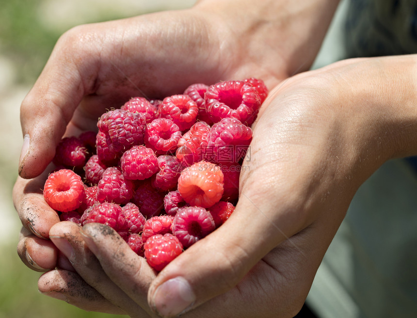 手握着一袋红熟的草莓在阳光下紧贴手握着几只红熟的草莓维他命新鲜的农村图片