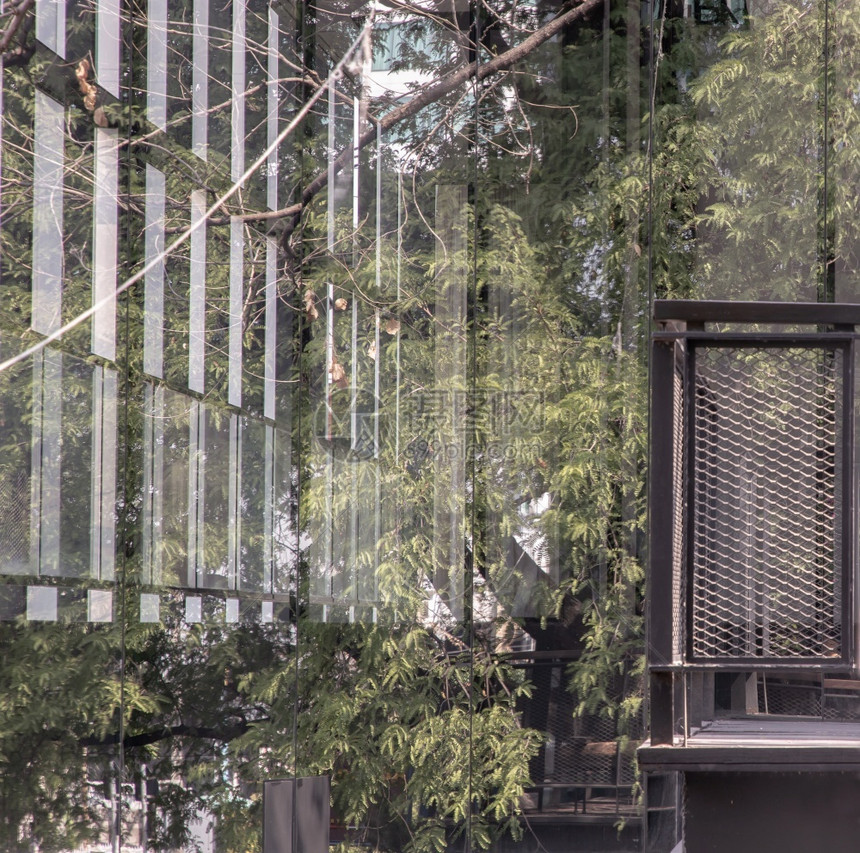 美丽反映玻璃墙壁中的树枝和绿叶细节选择焦点CEP聚焦点重清爽图片