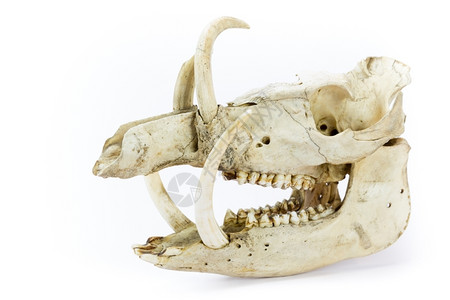 野生动物囟门一群野猪在白色背景上长着大牙齿的下巴公猪图片