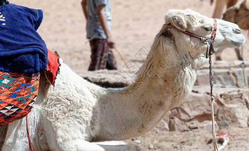 休息白骆驼腹部躺在中东约旦瓦迪鲁姆附近沙漠的中年轻干河背景