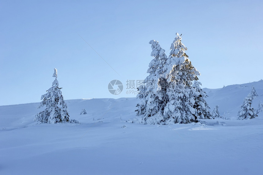 天空云杉山丘上有许多雪覆盖着美丽的冰冻树丛情绪图片