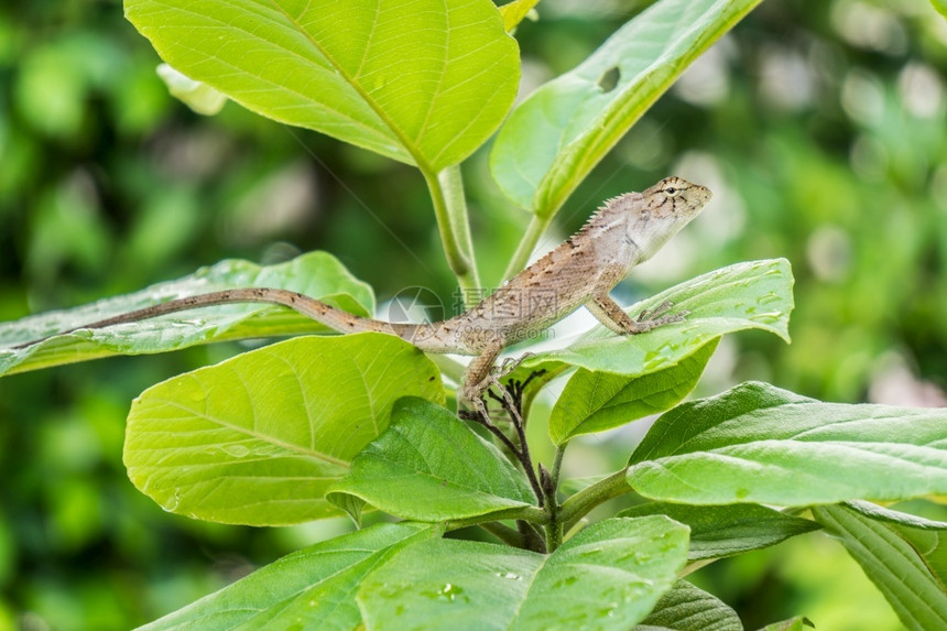 关闭林中绿叶上的色美丽蜥蜴或拉塞蒂利亚石龙子紫苏户外图片