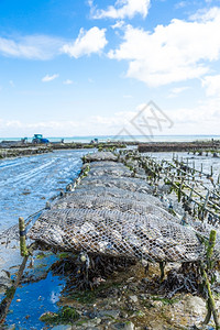 在法国坎昆港的低潮中生长牡蛎打架布列塔尼欧洲的图片