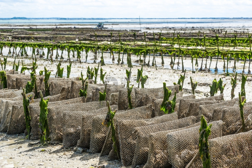 打架传统的在法国坎昆港低潮中生长牡蛎海岸图片