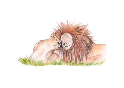 手绘狮子线稿手画着水彩色的一帮狮子围在片孤立的草地上天一种婴儿背景
