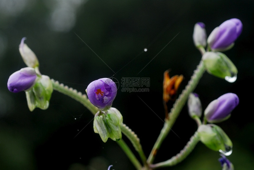 环境松树蜂蜜酒泰国Phusioao山区Murdannia花朵图片