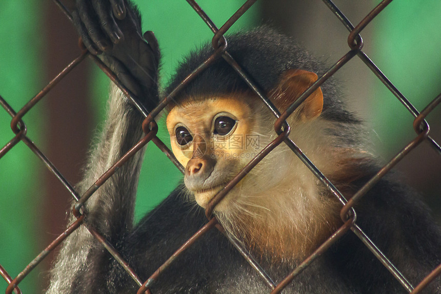 亚洲泰国旅行动物园里的红腿杜克叶猴图片