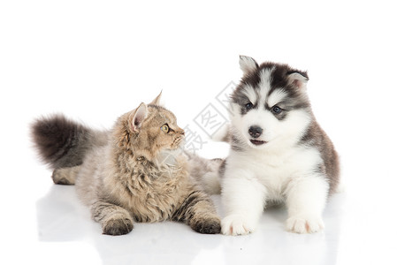无助的猫肖像猫和狗一起躺在白色背景上孤立无助舌头波斯语背景