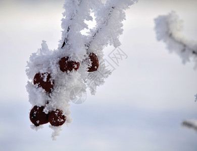 衬套十二月磨砂关闭Frosty宏冬季莓分支图片