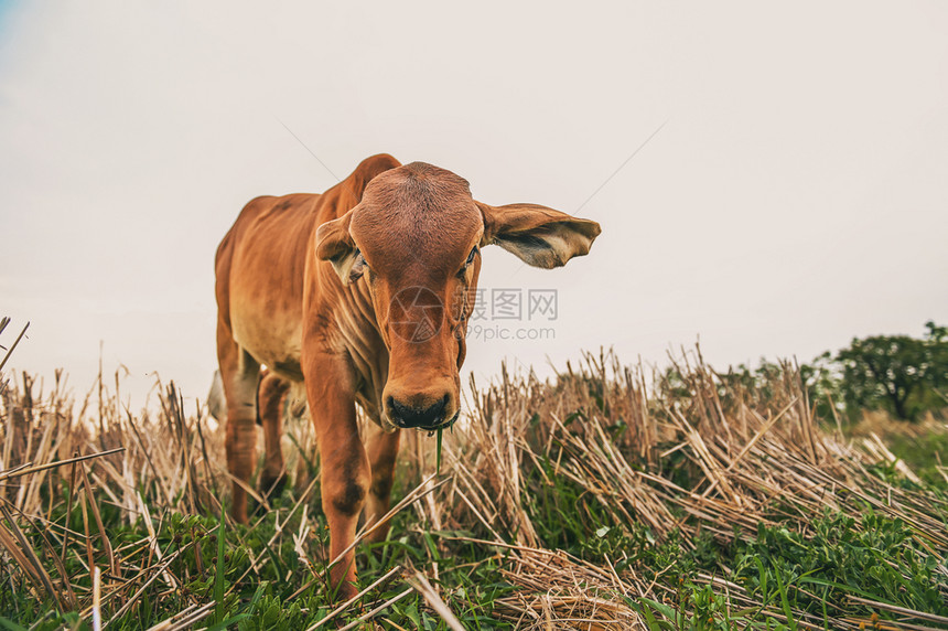 站在农场的红奶牛业草地秋天图片