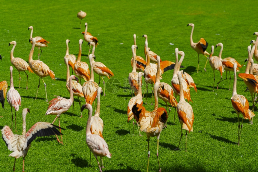 旅行热带美丽的大火烈鸟群在公园的草地上行走在阳光明媚的夏日在绿色草坪上的活力鸟火烈优雅的步行从后面看美丽的大火烈鸟群在公园的草地图片