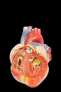 疾病生物学医疗的以黑色背景隔离的开放型人类心脏模图片