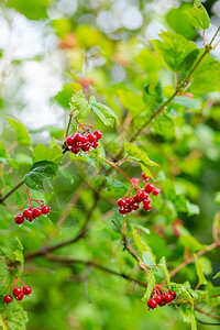 枝条健康荒野花园里的红色荚蒾枝果和叶子户外秋天图片