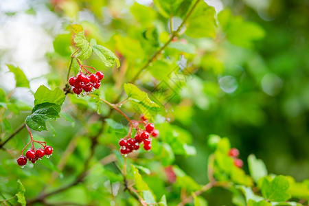 品种十月花园里的红色荚蒾枝果和叶子户外秋天季节图片