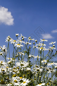 命运春天白色的在野生中长白甘菊与蓝天对抗阳光照亮植物花儿用来装饰和创造顺正药白甘菊种植背景图片