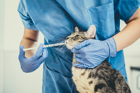 兽医正在给一只灰猫治疗图片