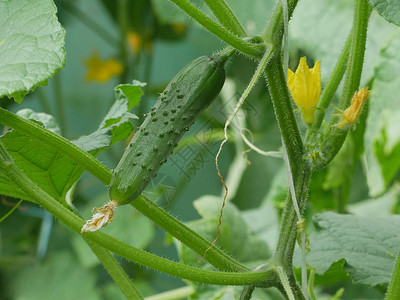 农场绿色新鲜黄瓜挂着夏季在温室里生长紧闭健康园艺图片