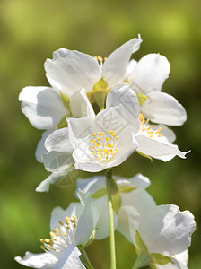 茉香奶茶香绽放花季紧贴的白茉莉花春五月朵天然的白茉菊花色蕾治疗背景