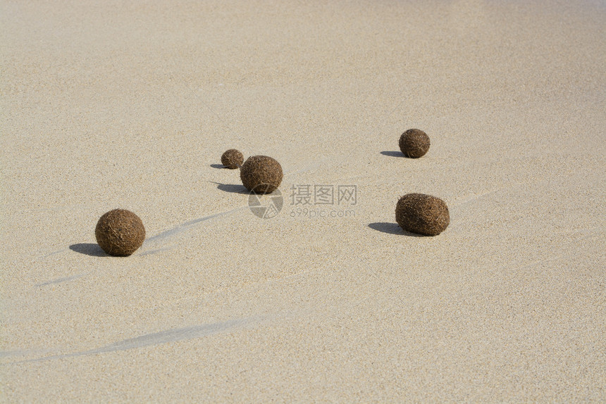 沙滩上被冲上岸的海草纤维球图片