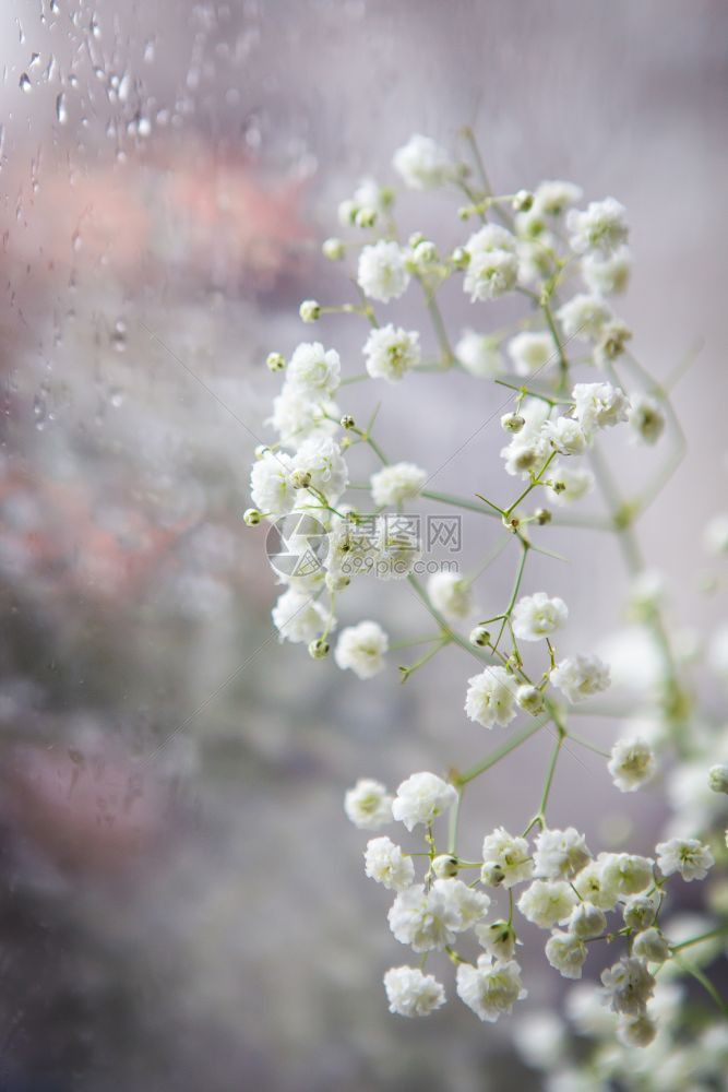 盛开美丽的白色吉普西拉花朵站在窗户旁边紧贴近窗外在下着雨吉普西拉花朵站在窗边的靠近图片