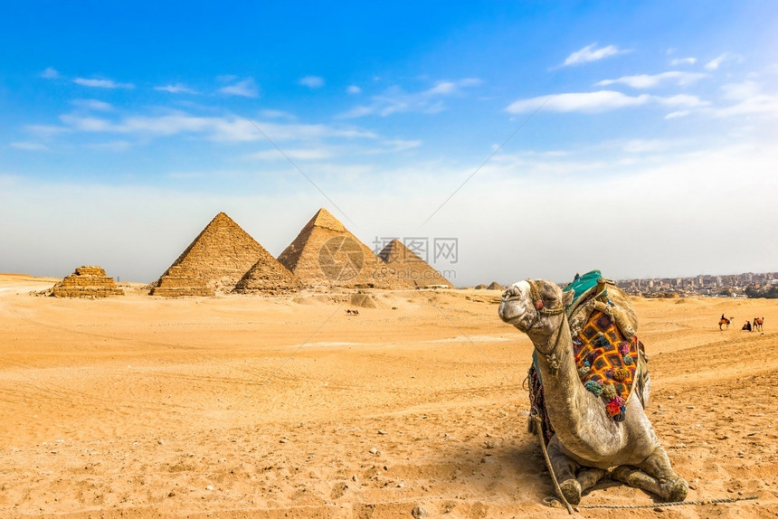 纪念碑热地标骆驼在吉萨埃及和金字塔沙漠的大附近栖息图片