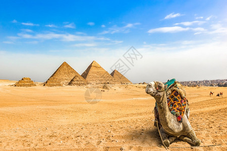 纪念碑热地标骆驼在吉萨埃及和金字塔沙漠的大附近栖息图片
