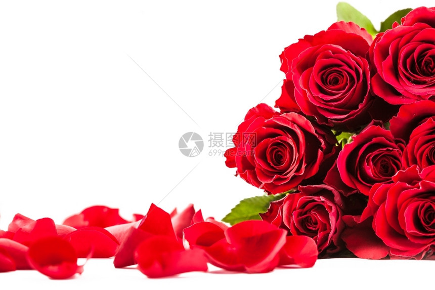 束婚姻标签红玫瑰和花瓣在白色孤立背景上的照片图片