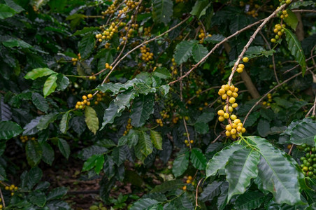 白色的樱桃食物黄成熟咖啡在野外树上的结果可用作咖啡背景的图片
