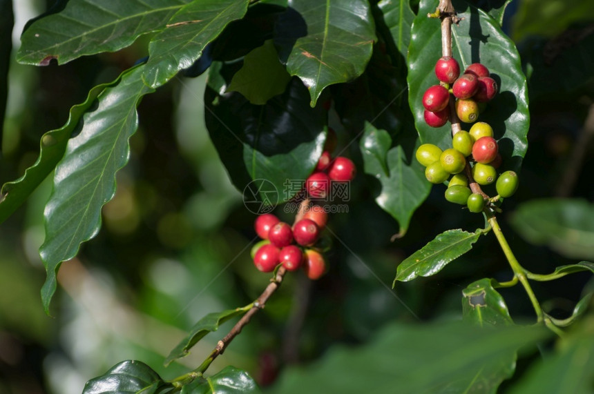 自然泰国红成熟的咖啡在野外树上的结果可用作咖啡背景热带图片